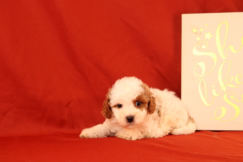 puppy, for, sale, Cavapoo, Matthew B. Stoltzfus, dog, breeder, Gap, PA, dog-breeder, puppy-for-sale, forsale, nearby, find, puppyfind, locator, puppylocator, aca